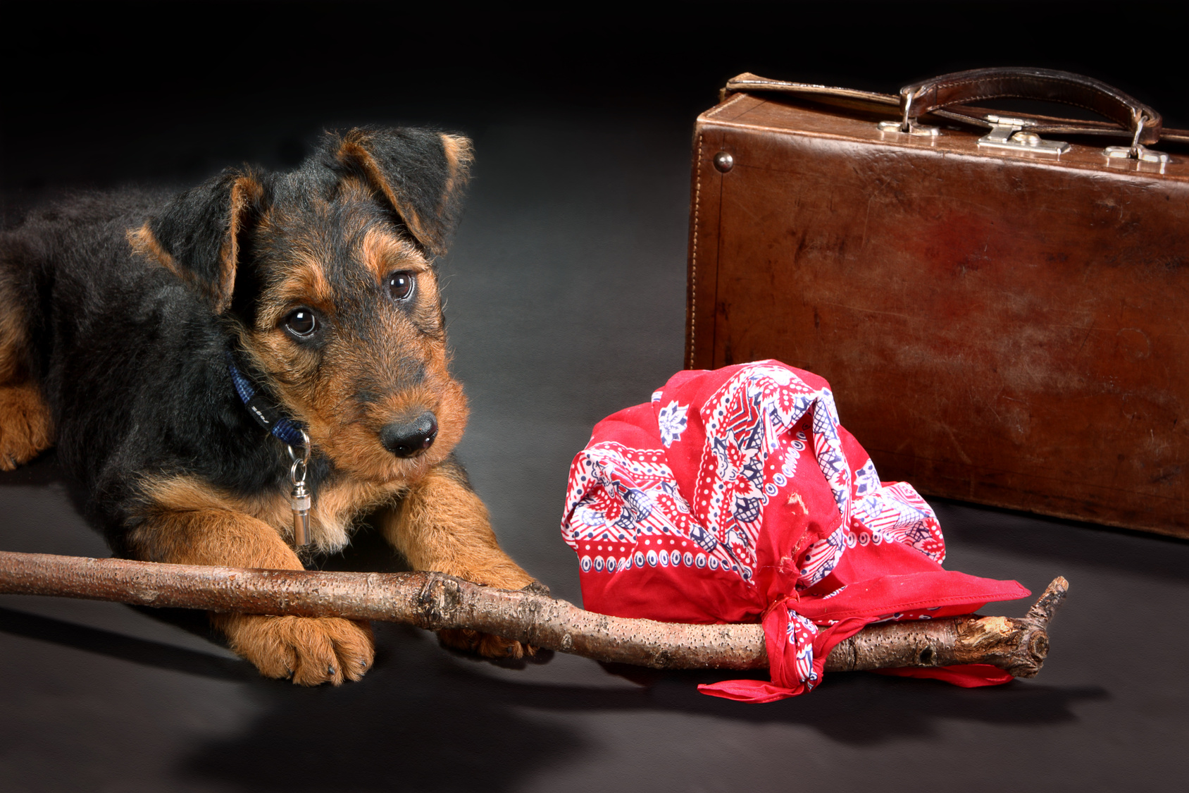 cane con un sacchetto