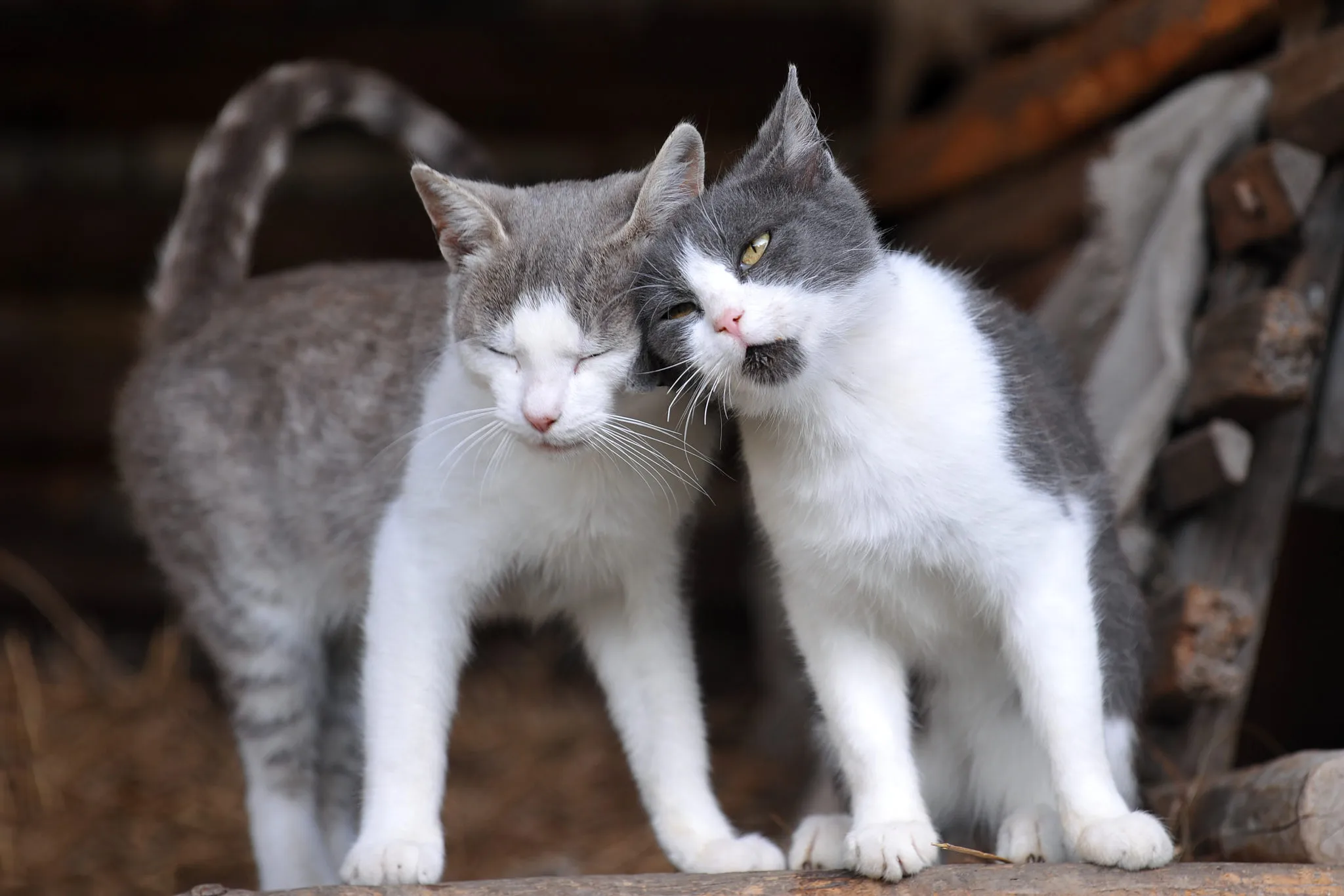 convivenza tra gatti