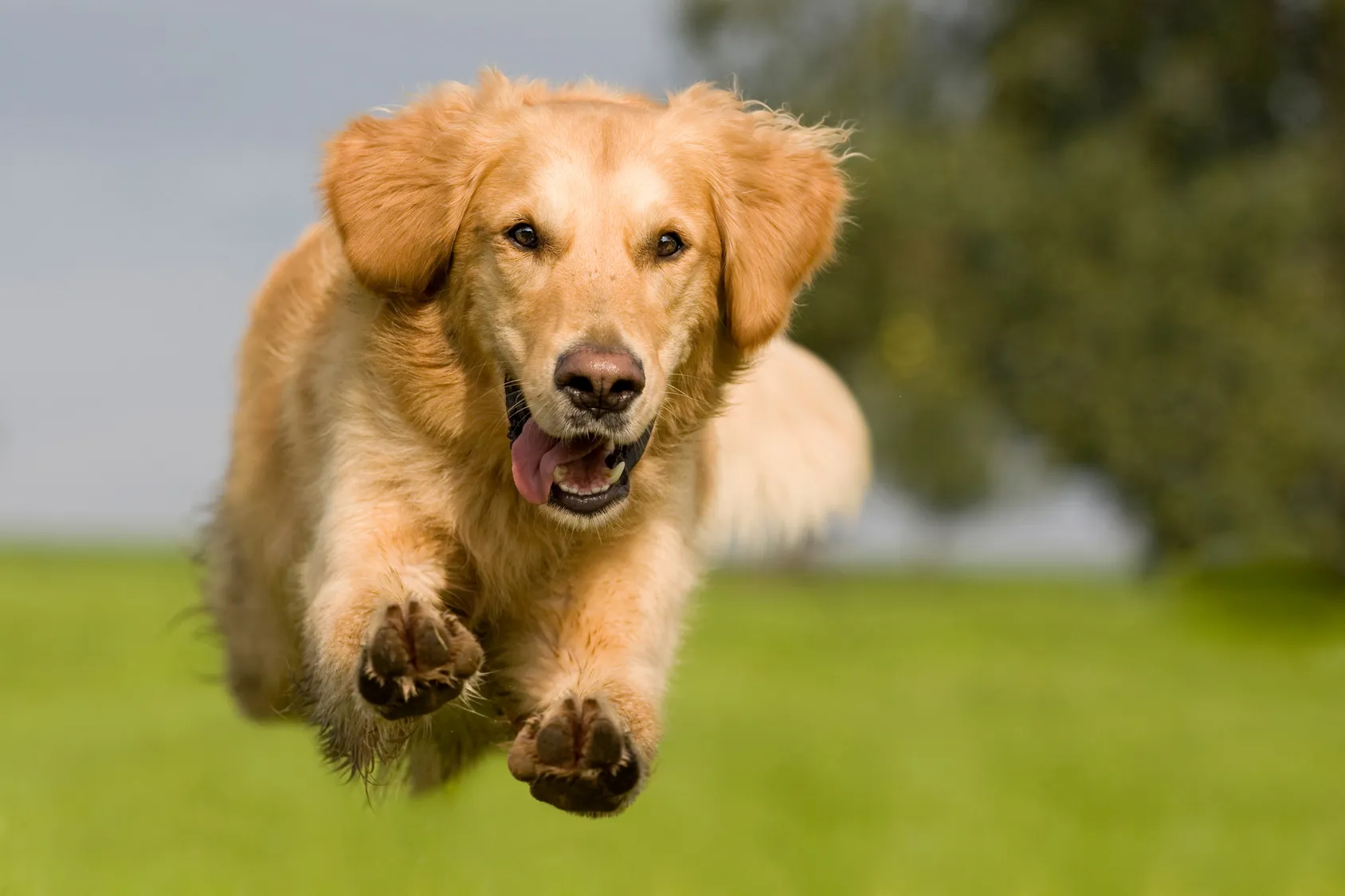 I segnali che dimostrano che il cane è felice