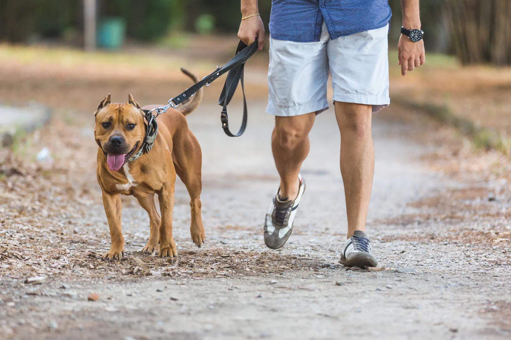 I segnali che dimostrano che il cane è felice