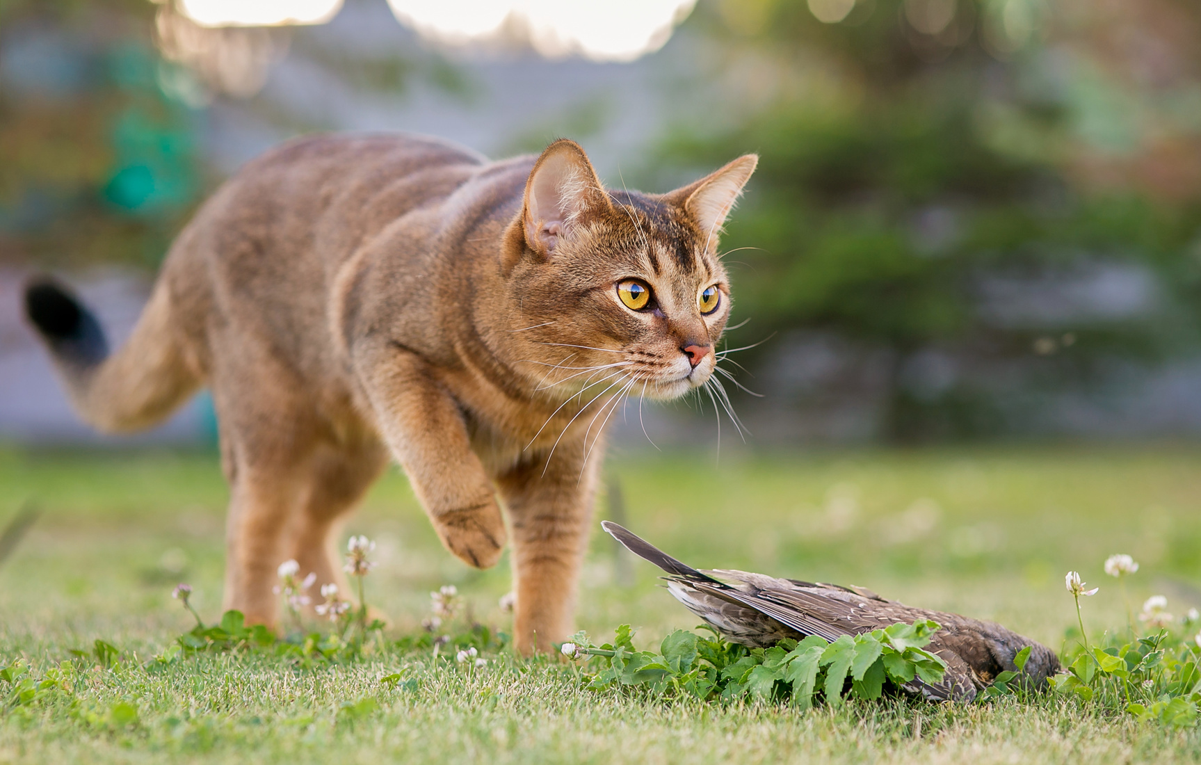 Imparare a comprendere la lingua dei gatti