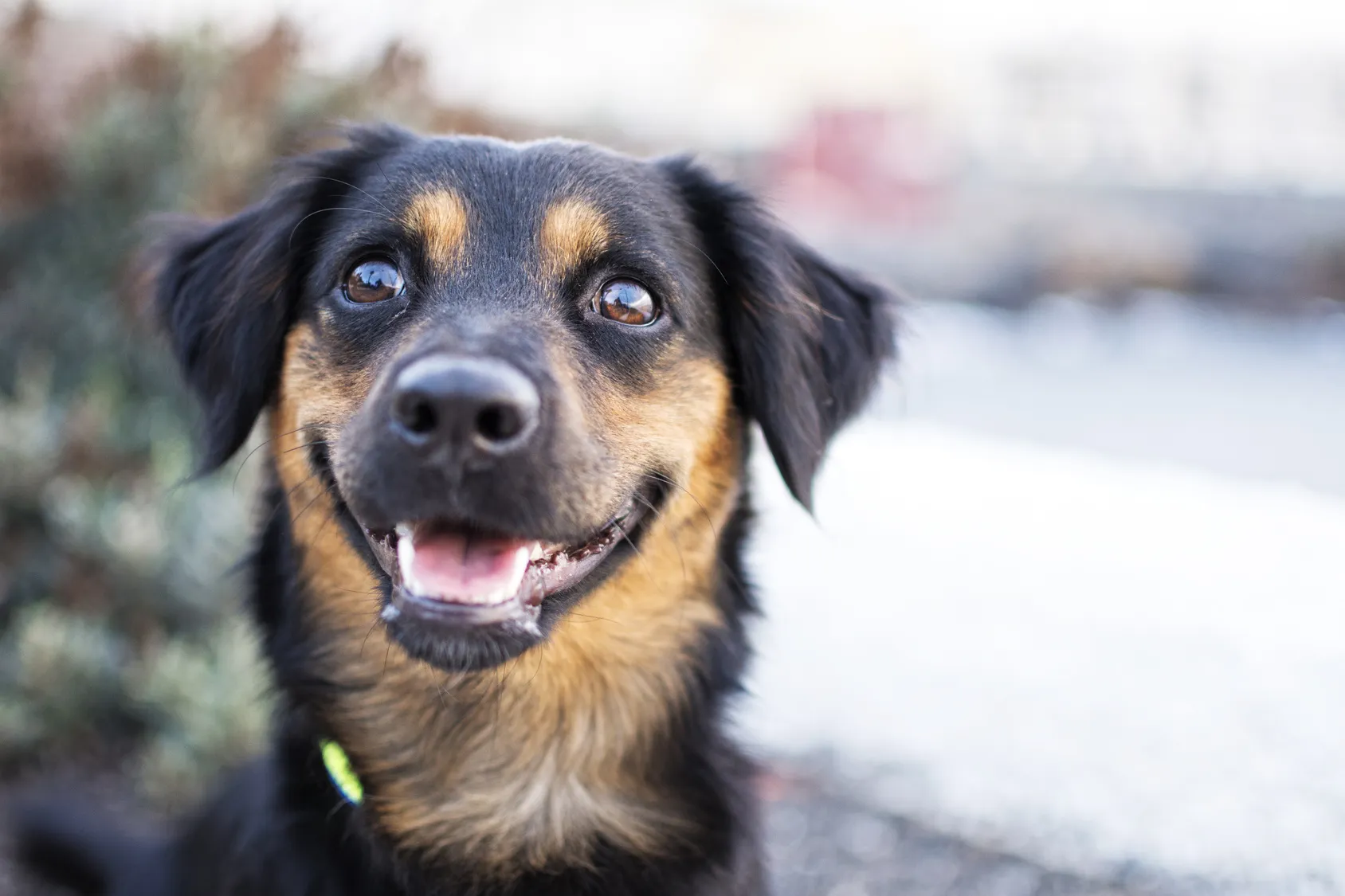 I segnali che dimostrano che il cane è felice