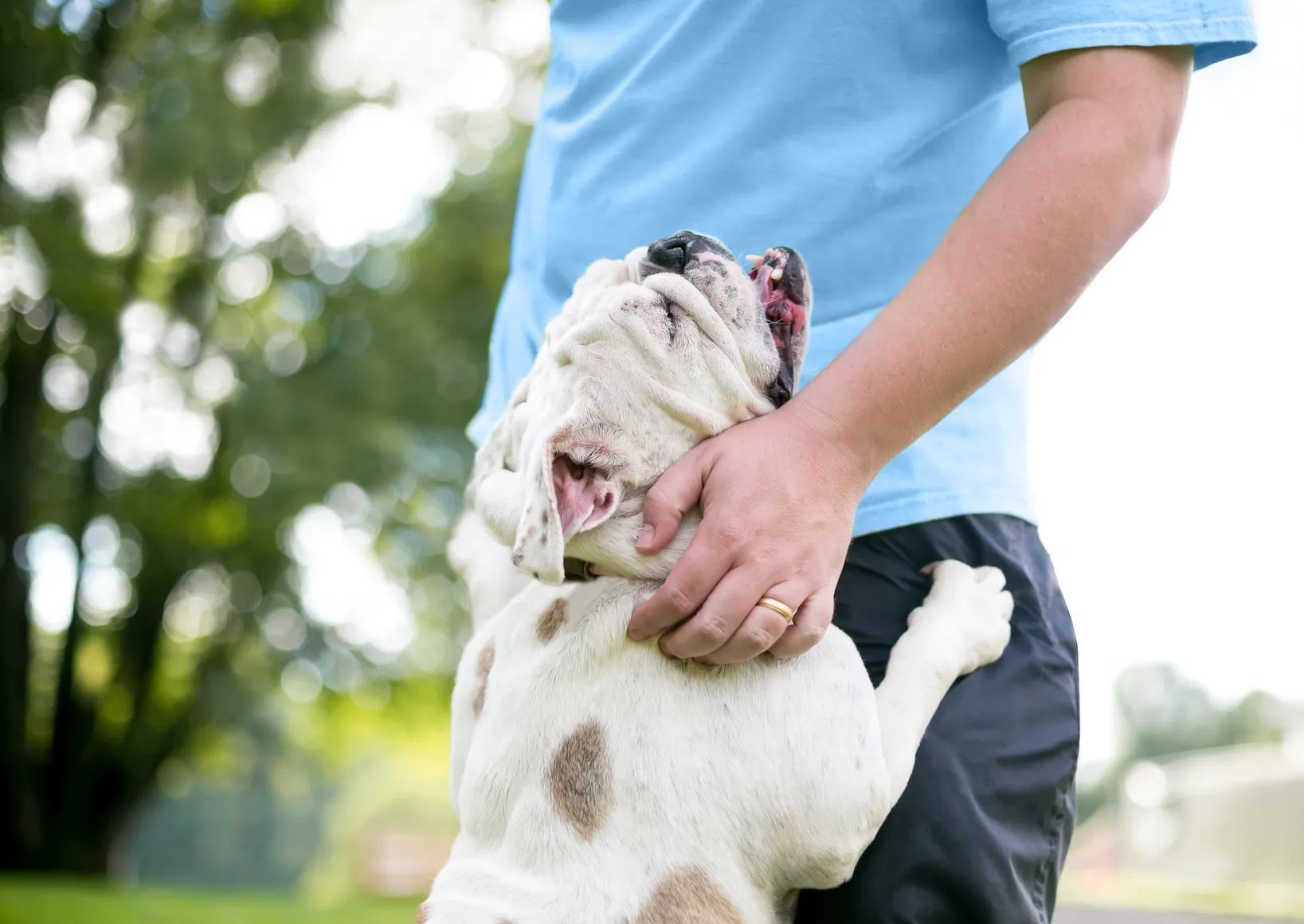 I segnali che dimostrano che il cane è felice