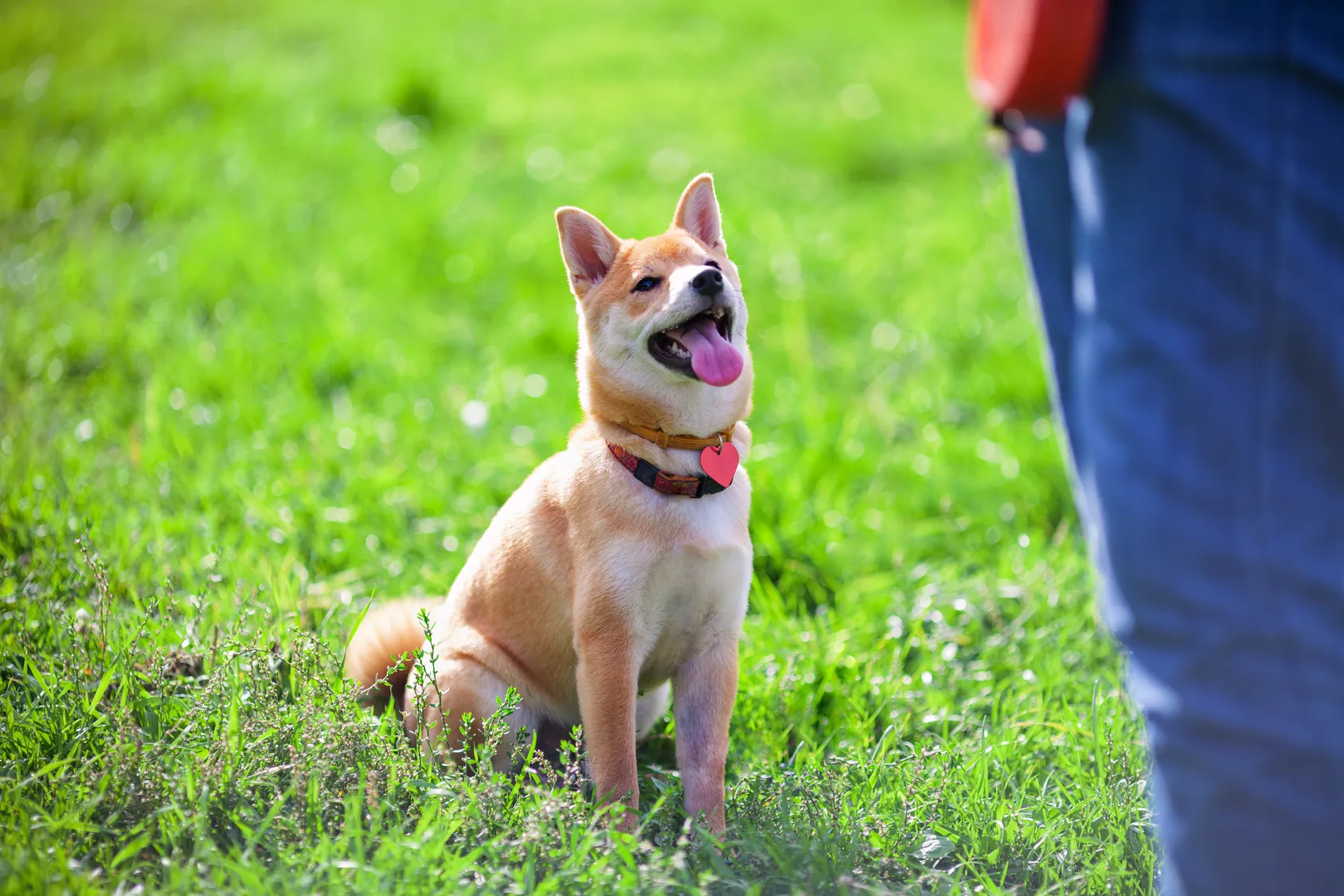 I segnali che dimostrano che il cane è felice