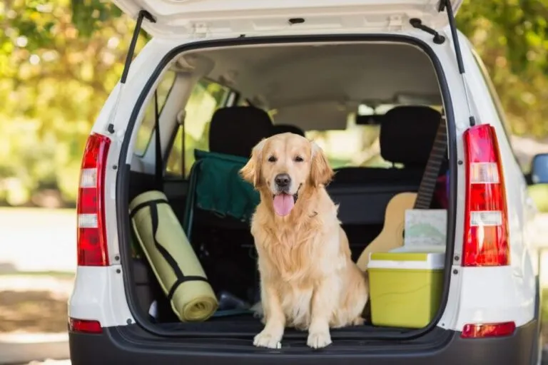 viaggiare con il cane