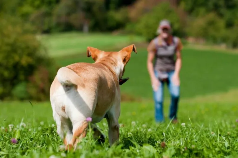 addestrare il cane al richiamo