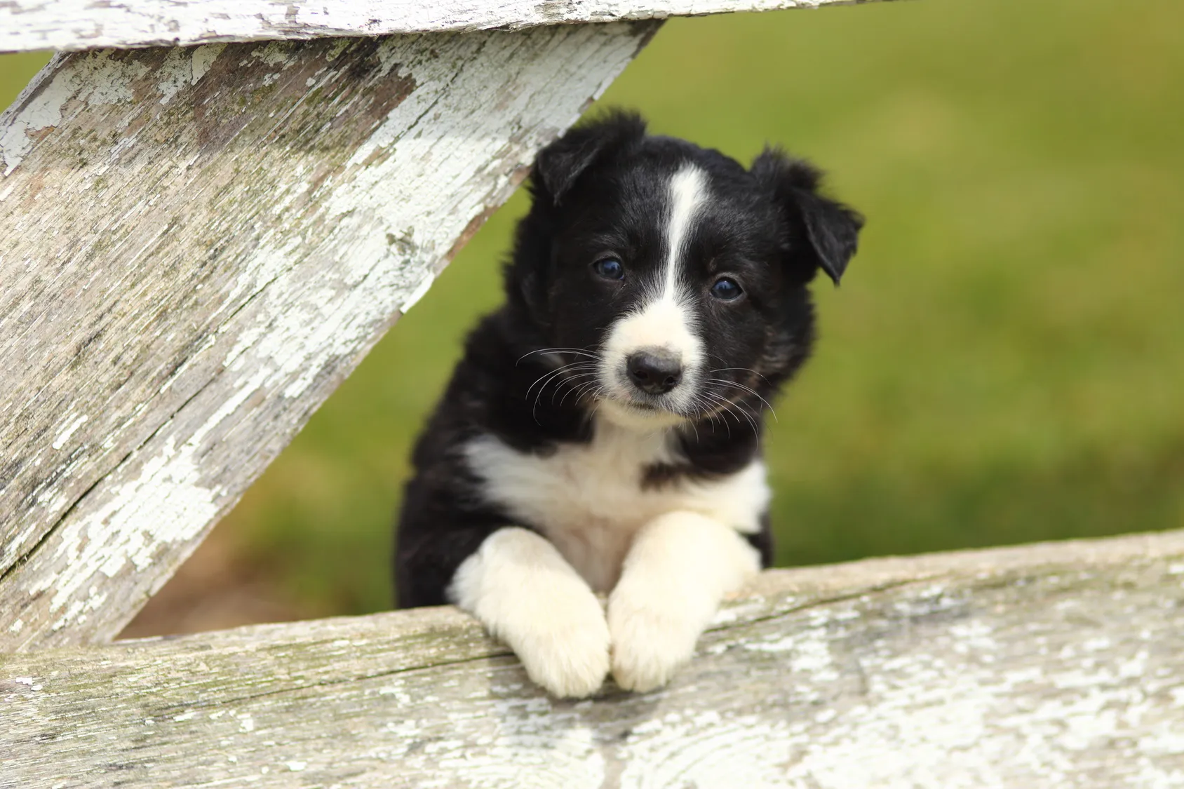 cucciolo Border Collie