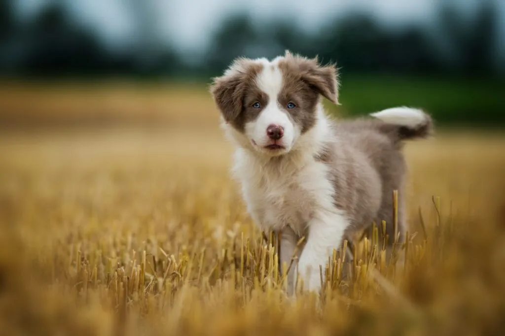 cucciolo border collie