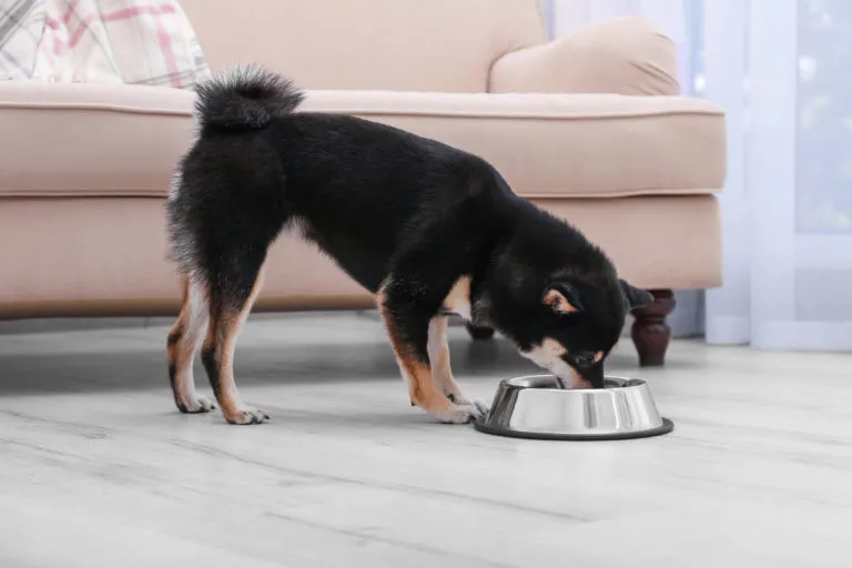 Alimentare un cane con problemi articolari