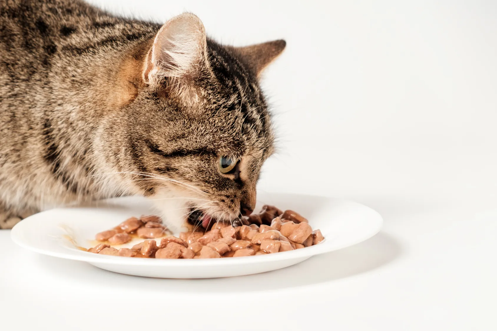 segnali che dimostrano che il gatto è felice