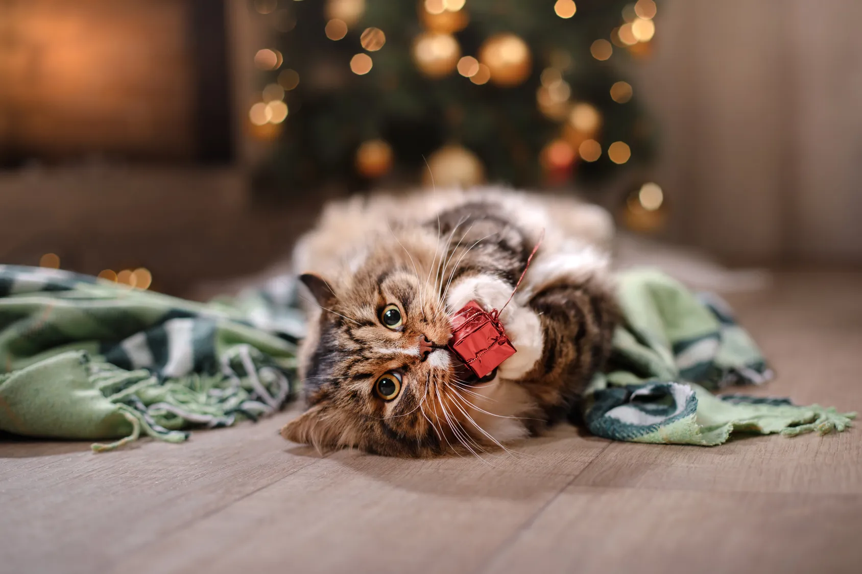 Natale al sicuro con il gatto