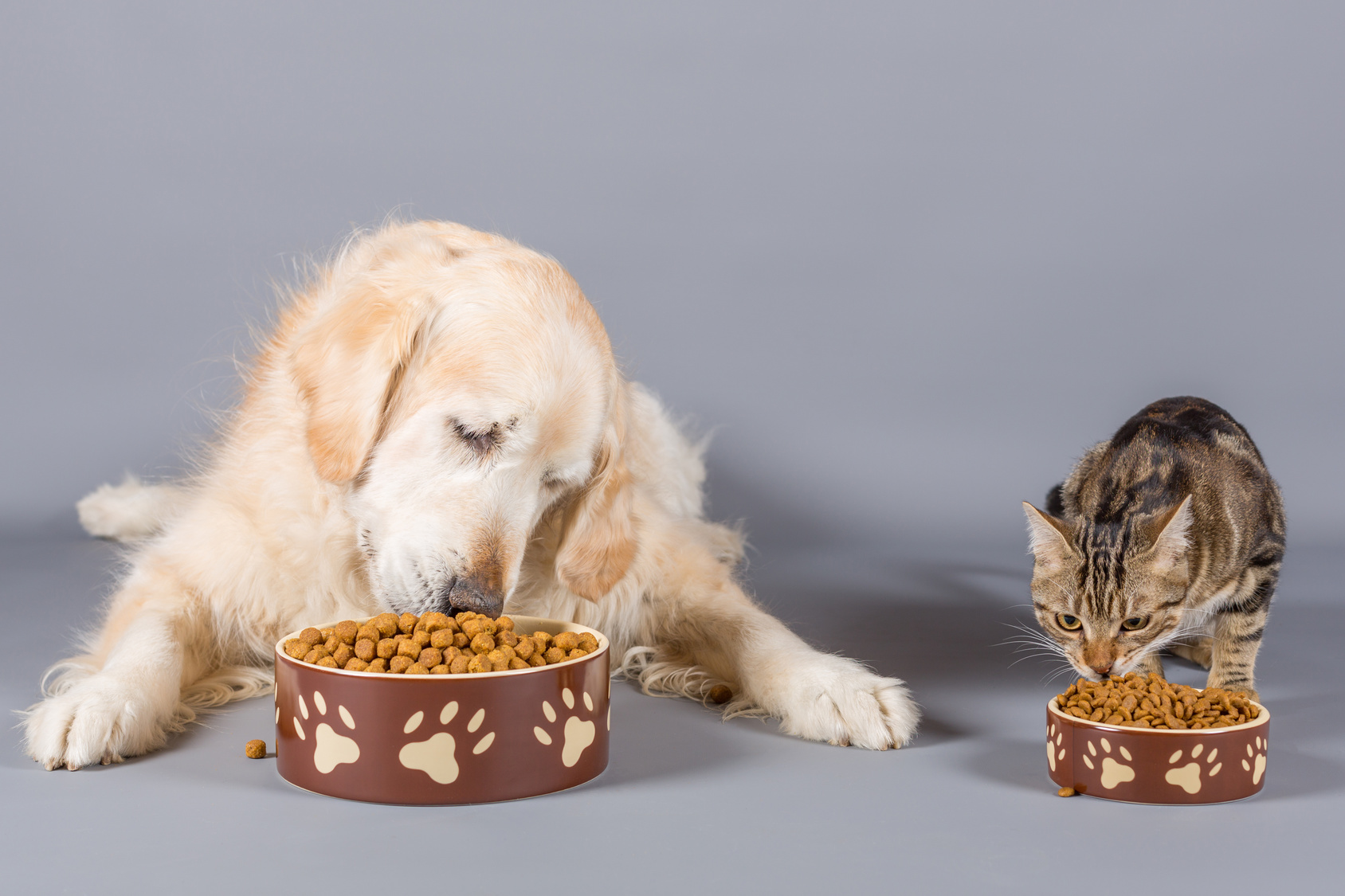 Il gatto può mangiare il cibo per cani?