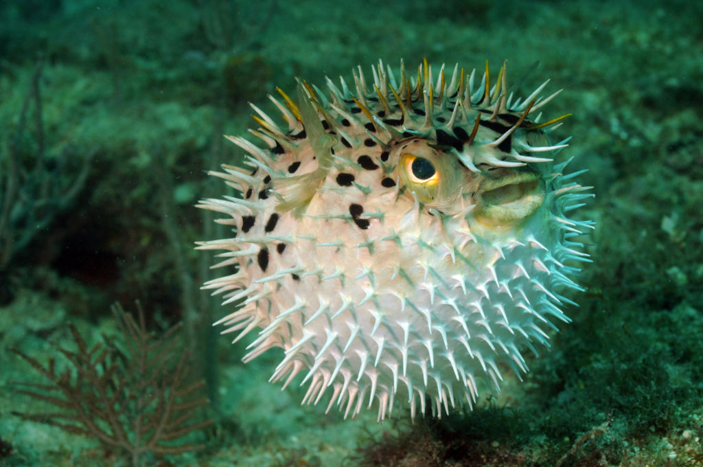 Alla scoperta del pesce palla, creatura con un veleno 1.200 volte