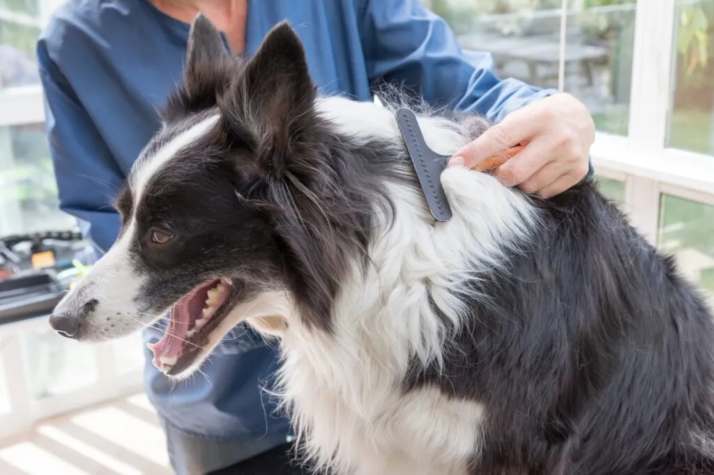 toilettatura border collie