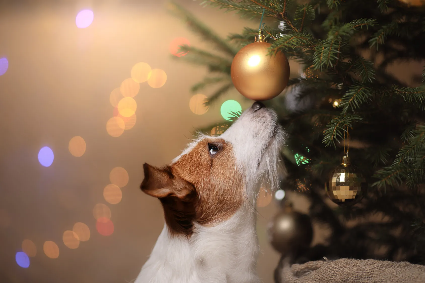 Natale al sicuro con il cane