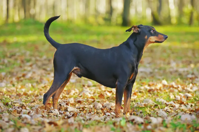 Pinscher Tedesco