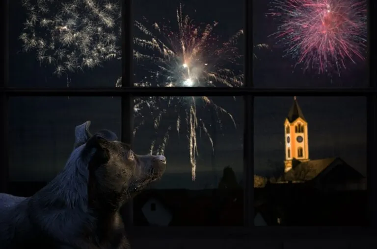 cane guarda fuori durante fuochi capodanno