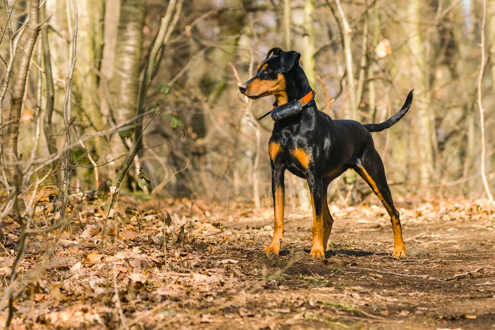 Pinscher Tedesco