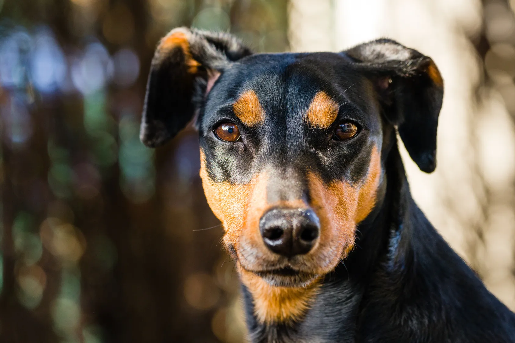 Pinscher Tedesco