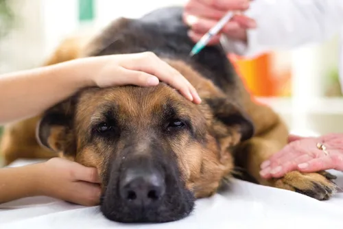 la rabbia nel cane