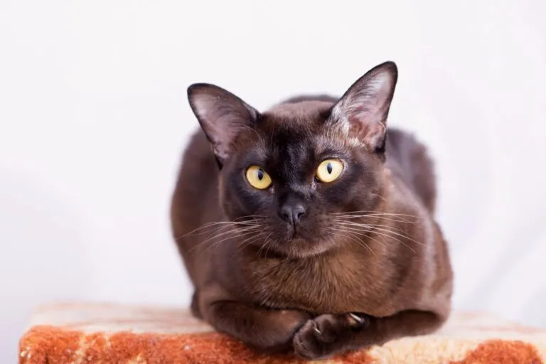 gatto burmese