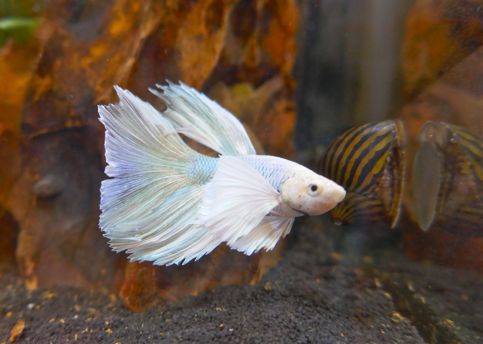 Pesce combattente CrownTail