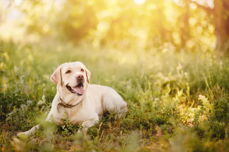 Dove posso lasciare il cane quando vado in vacanza