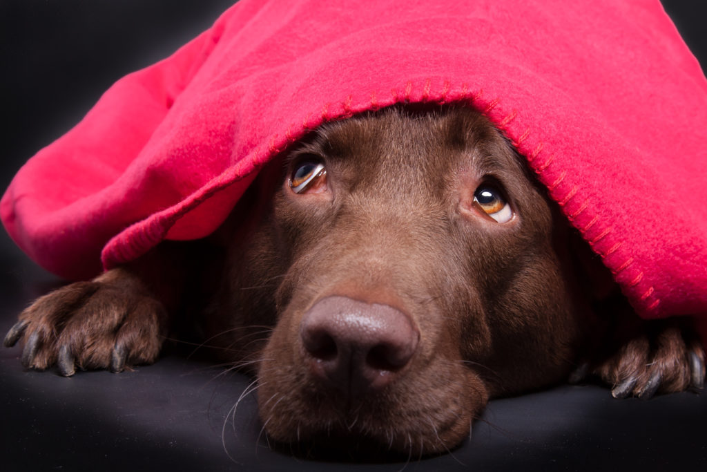 labrador sotto coperte paura fuori artificio