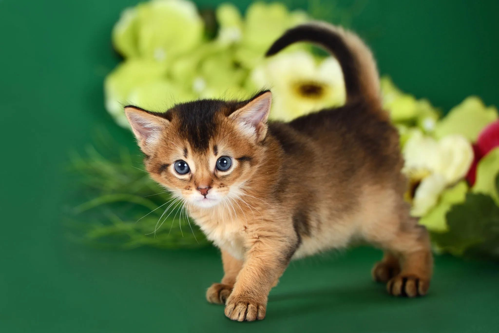 cucciolo di gatto somalo