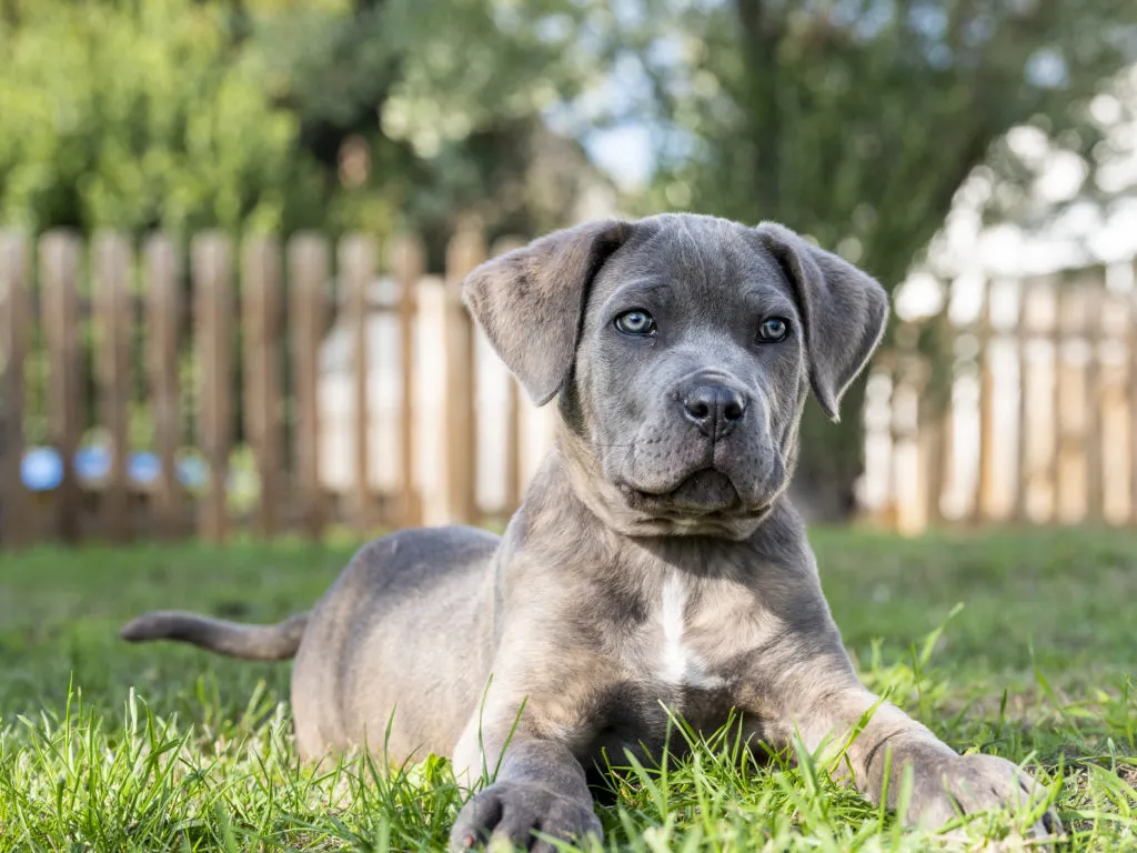 cane corso con occhi azzurri