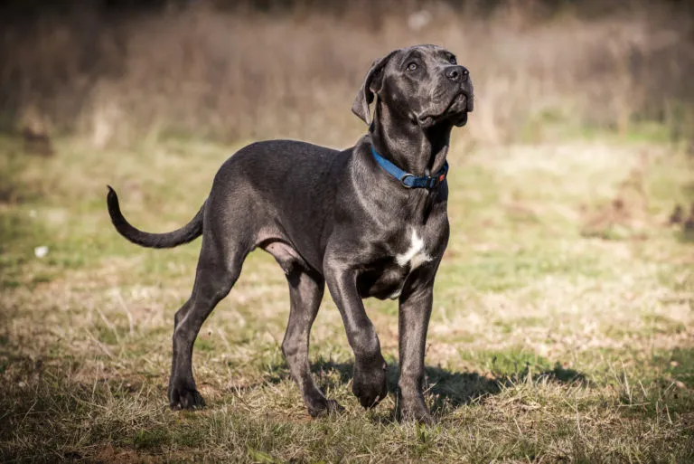 cane corso nero