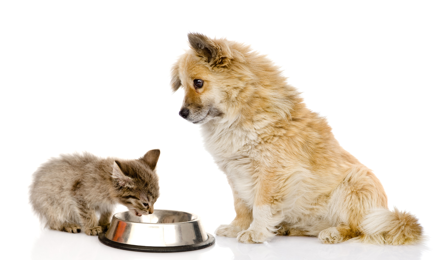 Grassi fondamentali nella dieta di cani e gatti