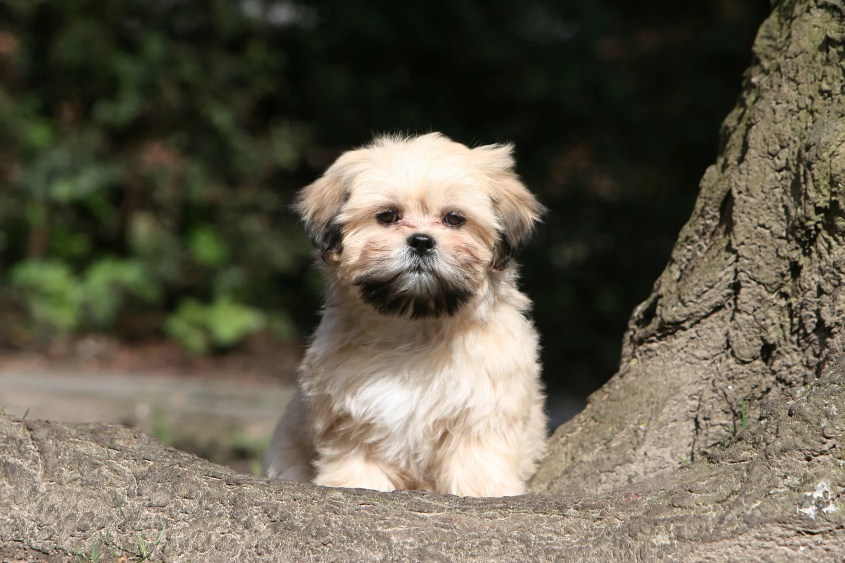 cucciolo di lhasa apso