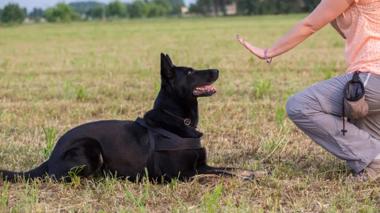 Obedience per cani