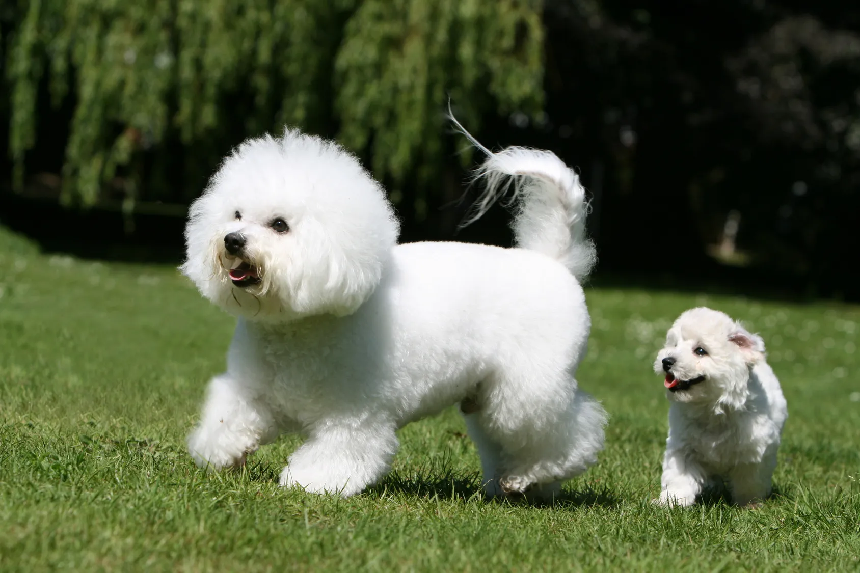 bichon frisé adulto e cucciolo