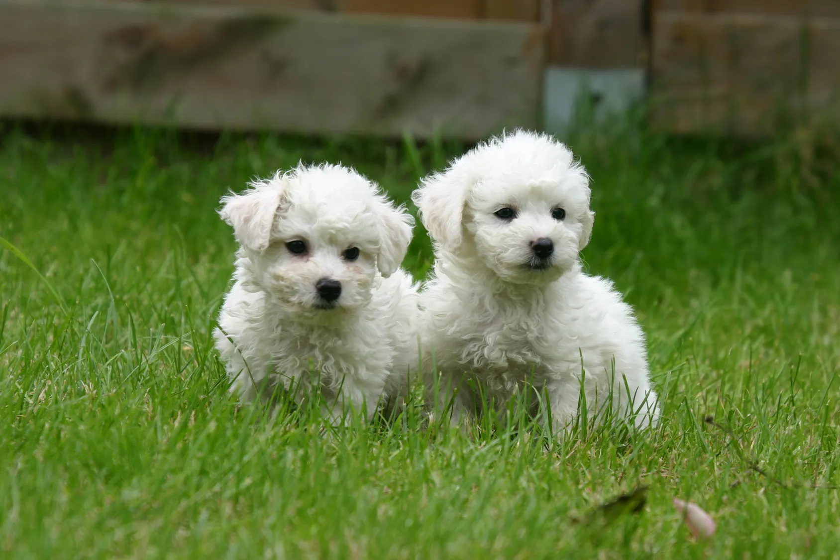 due cuccioli di bichon frisé