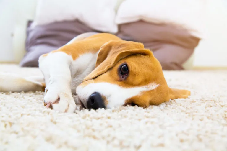 La stitichezza del cane