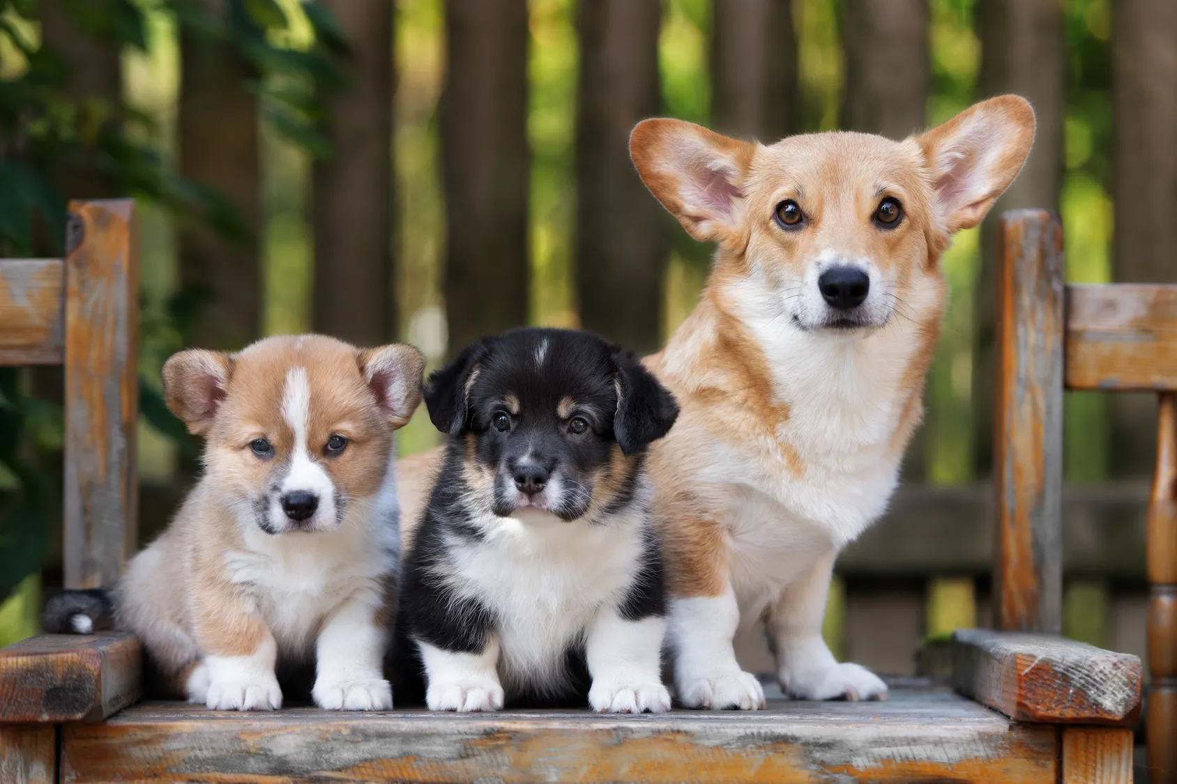 welsh corgi pembroke con cuccioli