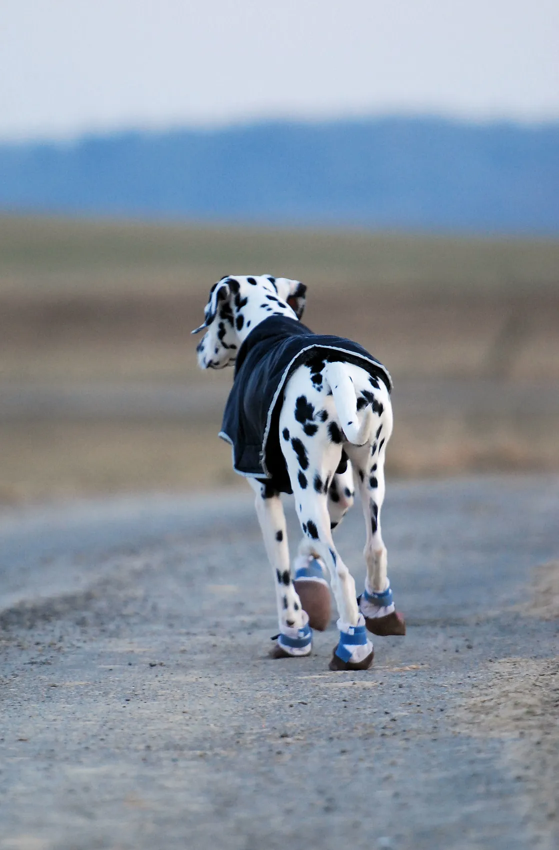 Scegliere le scarpe per cani