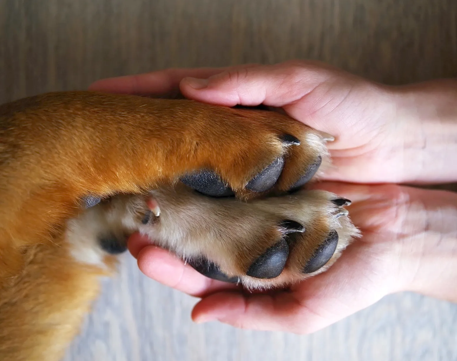 Scegliere le scarpe per cani