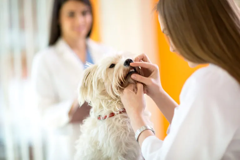 Il tartaro nel cane