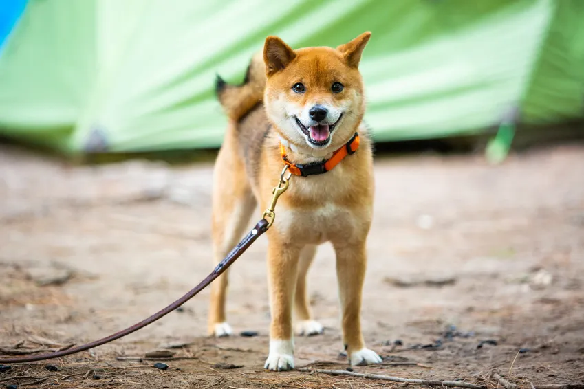 Shiba Inu adulto al guinzaglio