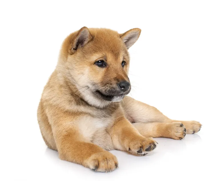 cucciolo di Shiba Inu