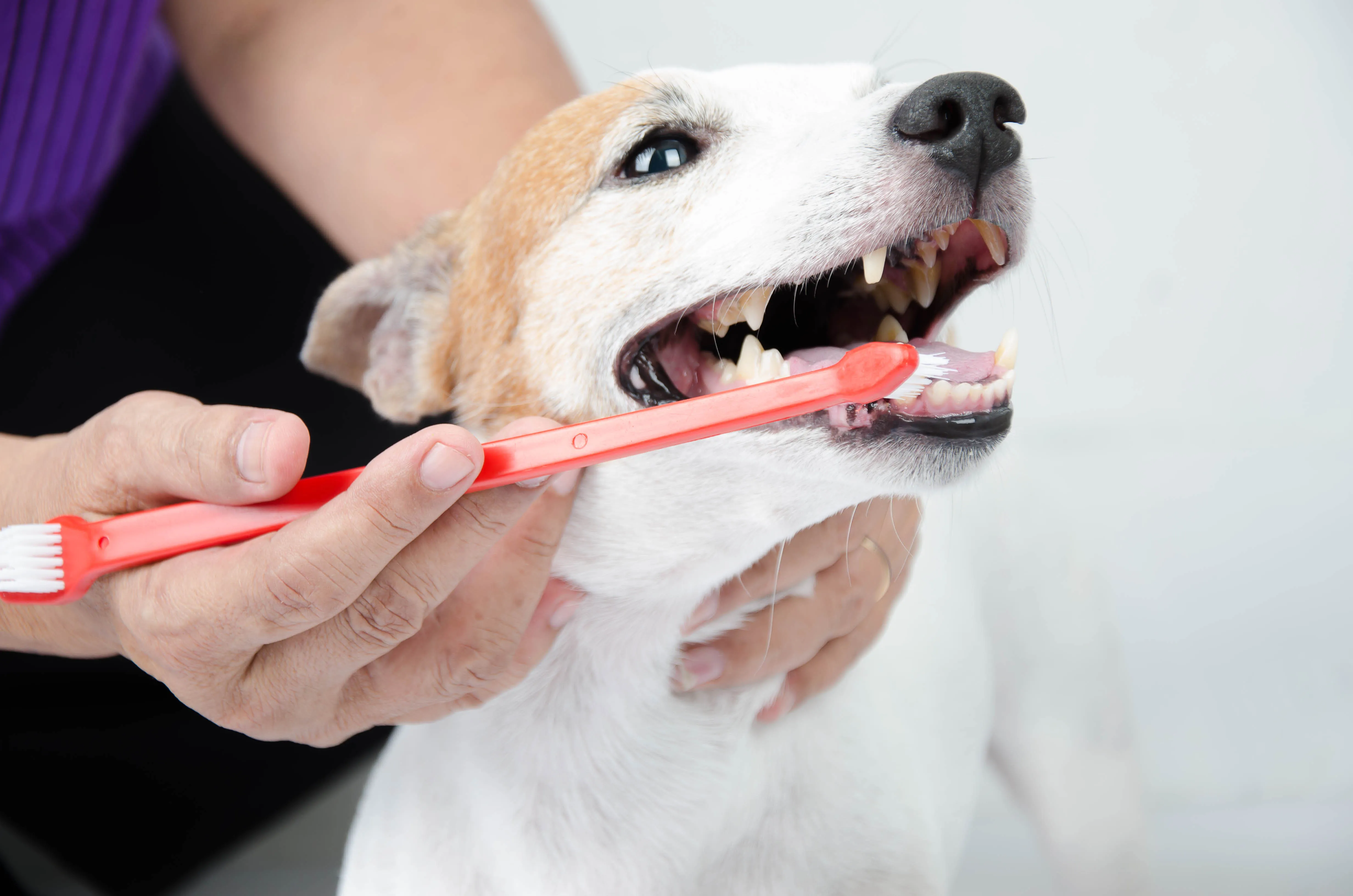 Il tartaro nel cane