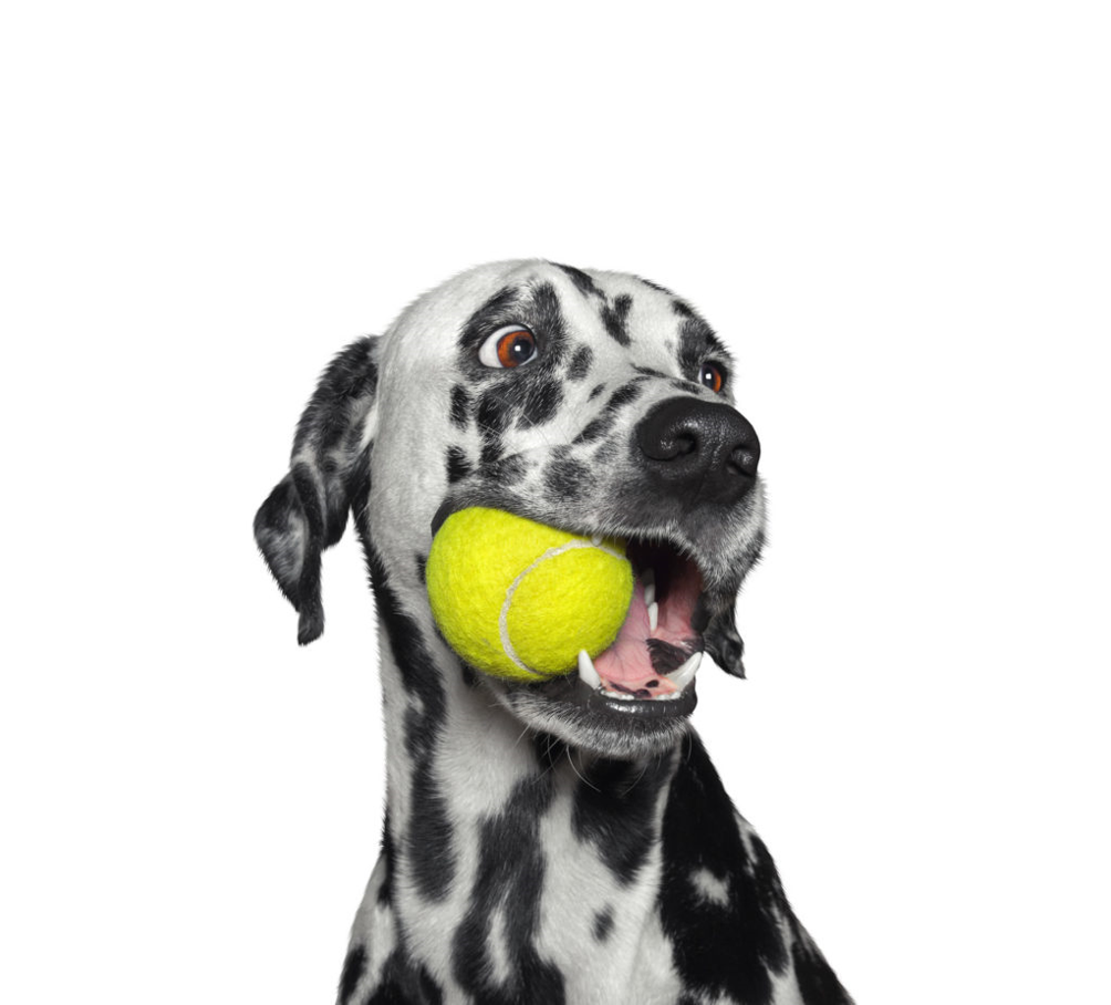 Giocare con il cane: divertimento e nuove conoscenze - zooplus Magazine