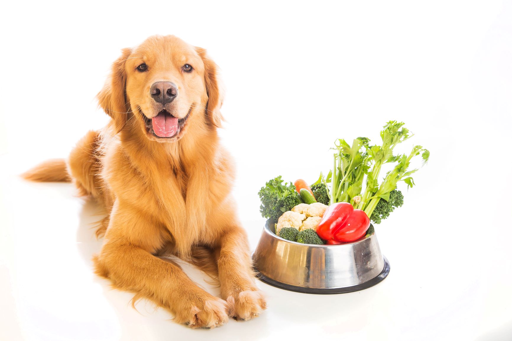 Golden Retriever hund vegetarisch ernähren mit Gemüse