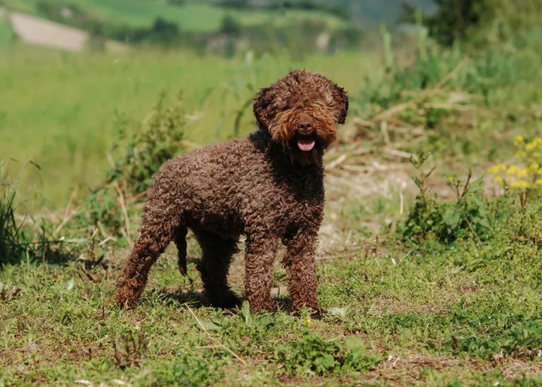 Lagotto Romagnolo