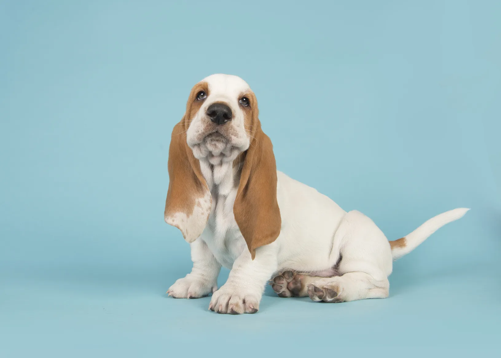 cucciolo di Basset Hound