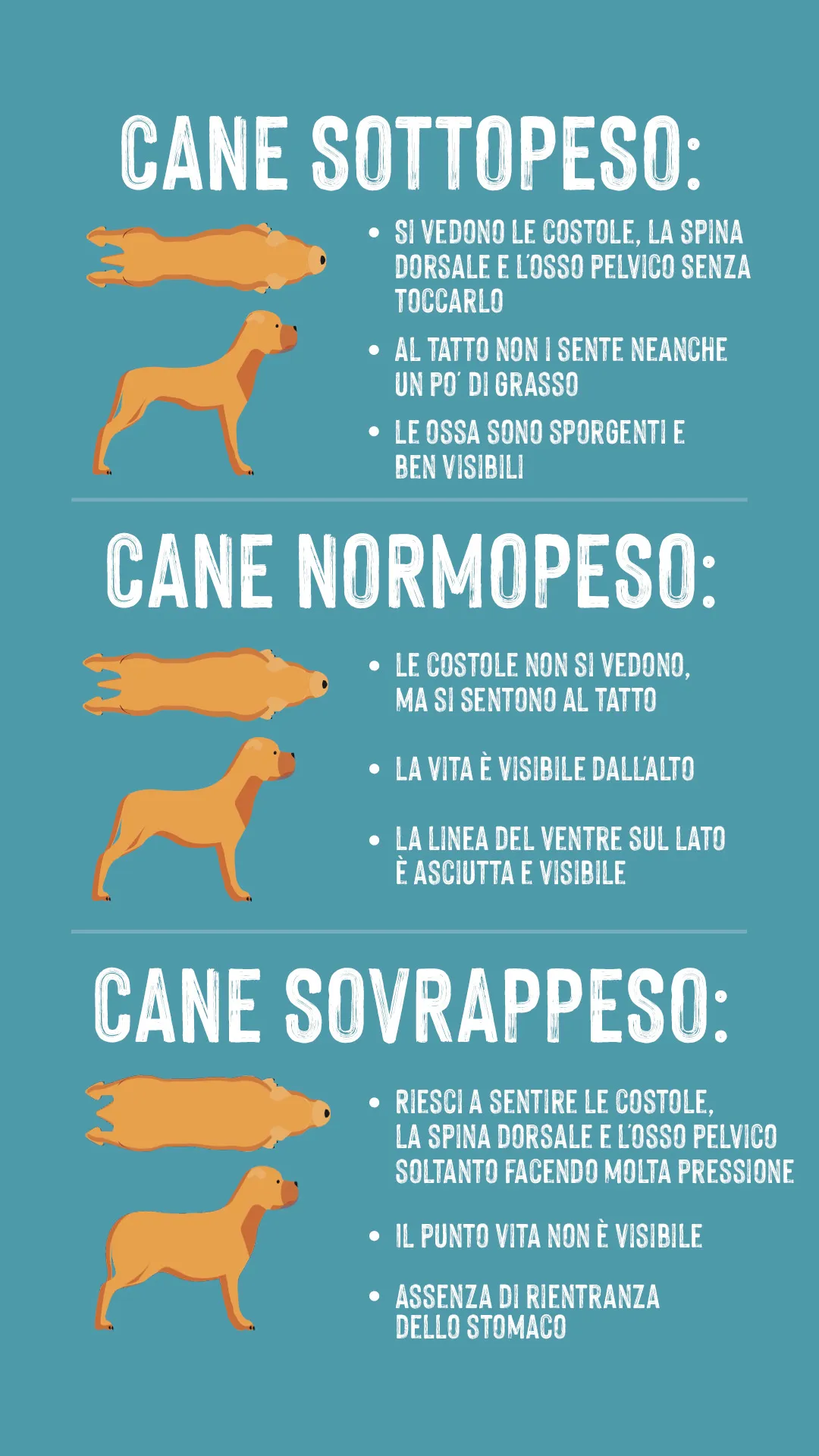 cane in sovrappeso infografica