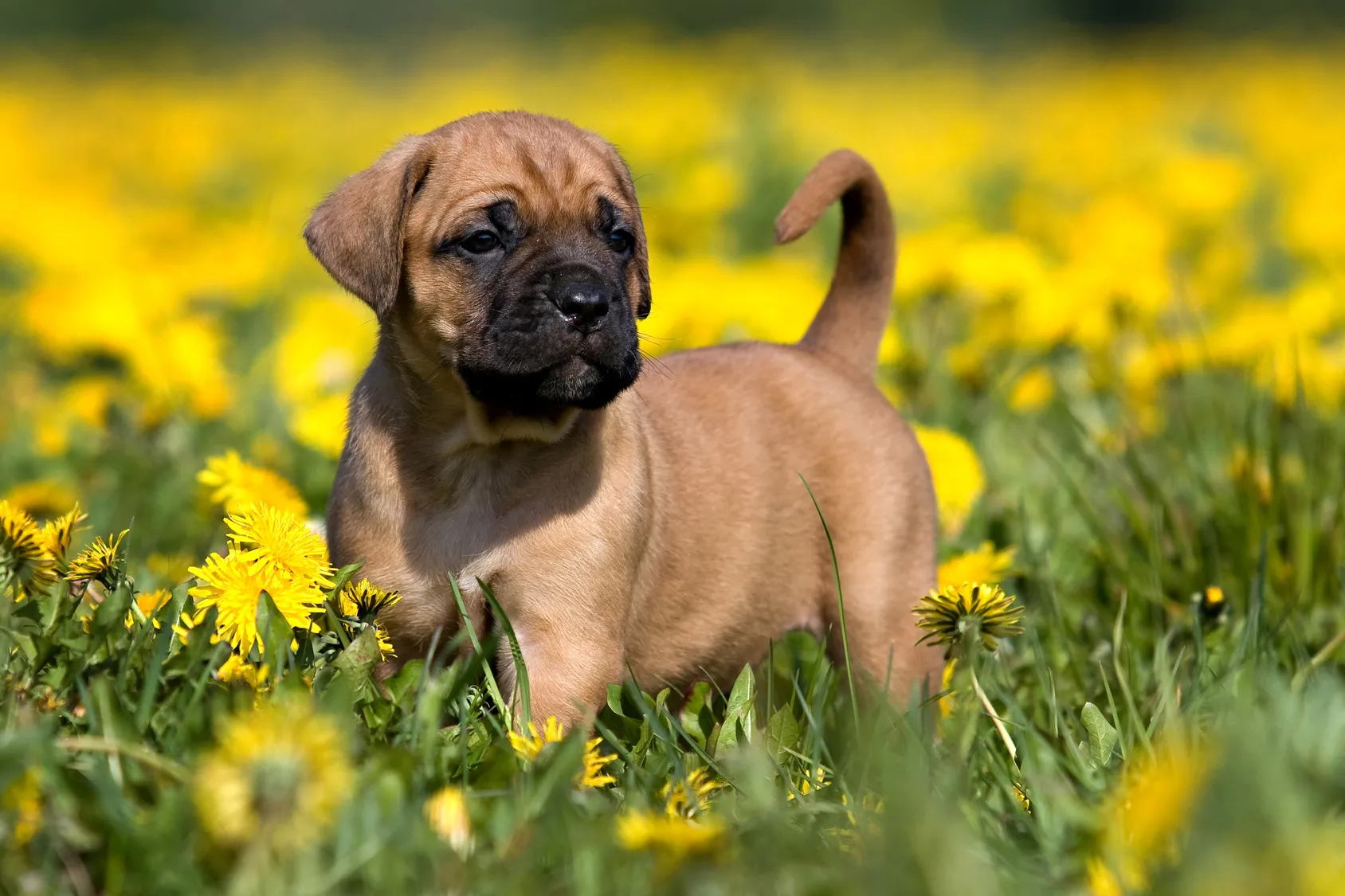 cucciolo di Presa Canario